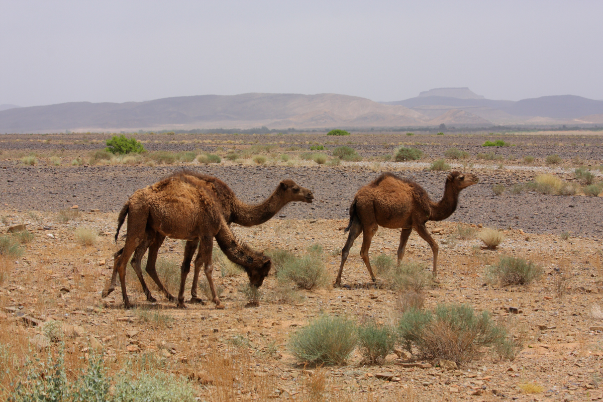 Marocco4