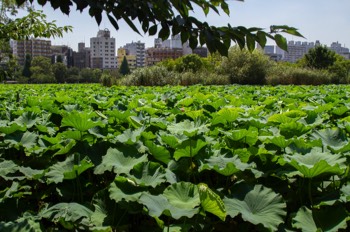  Parco di Ueno 